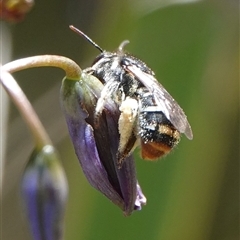 Lipotriches (Austronomia) ferricauda (Halictid bee) at Hall, ACT - 29 Oct 2024 by Anna123