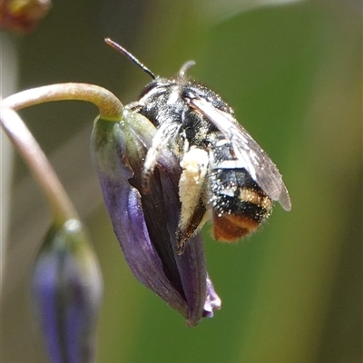Lipotriches (Austronomia) ferricauda (Halictid bee) at Hall, ACT - 29 Oct 2024 by Anna123