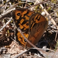 Heteronympha merope (Common Brown Butterfly) at Hall, ACT - 29 Oct 2024 by Anna123