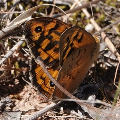 Heteronympha merope (Common Brown Butterfly) at Hall, ACT - 28 Oct 2024 by Anna123