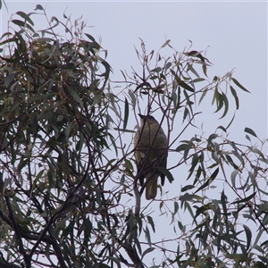 Ptilonorhynchus violaceus at Hawker, ACT - 27 Oct 2024 07:10 AM