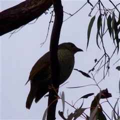 Ptilonorhynchus violaceus at Hawker, ACT - 27 Oct 2024 07:10 AM