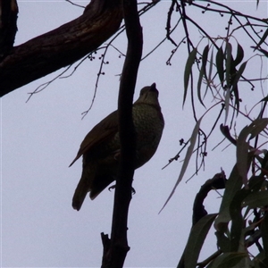 Ptilonorhynchus violaceus at Hawker, ACT - 27 Oct 2024 07:10 AM