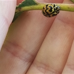 Cleobora mellyi at Crookwell, NSW - 29 Oct 2024