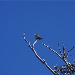 Oriolus sagittatus (Olive-backed Oriole) at Weetangera, ACT - 19 Oct 2024 by JoannaC