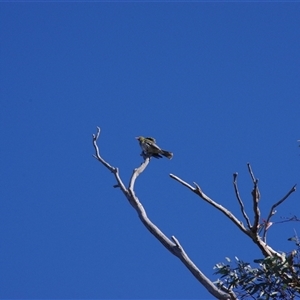 Oriolus sagittatus at Weetangera, ACT - 20 Oct 2024