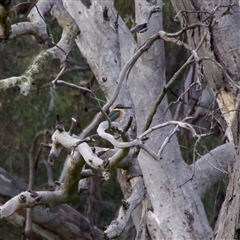 Todiramphus sanctus (Sacred Kingfisher) at Weetangera, ACT - 26 Oct 2024 by JoannaC