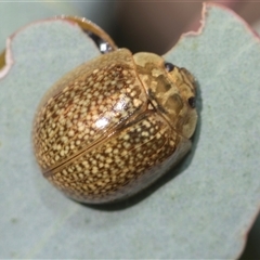 Paropsisterna cloelia (Eucalyptus variegated beetle) at Weetangera, ACT - 26 Oct 2024 by AlisonMilton