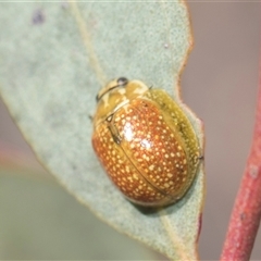 Paropsisterna cloelia at Weetangera, ACT - 26 Oct 2024