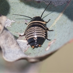 Ellipsidion australe (Austral Ellipsidion cockroach) at Weetangera, ACT - 25 Oct 2024 by AlisonMilton