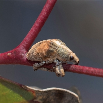 Gonipterus scutellatus (Eucalyptus snout beetle, gum tree weevil) at Weetangera, ACT - 25 Oct 2024 by AlisonMilton