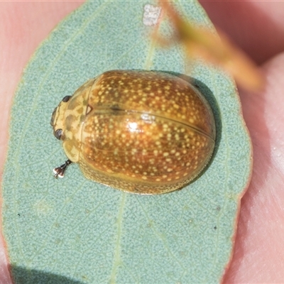 Paropsisterna cloelia (Eucalyptus variegated beetle) at Hawker, ACT - 26 Oct 2024 by AlisonMilton