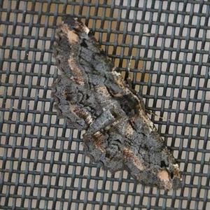 Pholodes sinistraria at Hall, ACT - 28 Oct 2024 04:32 PM