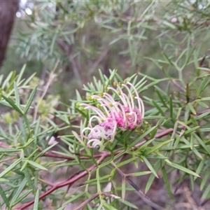 Grevillea rivularis at Carrington Falls, NSW - 29 Oct 2024