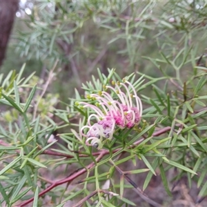 Grevillea rivularis at Carrington Falls, NSW - 29 Oct 2024 12:42 PM