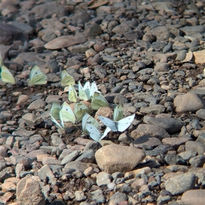 Pieris rapae (Cabbage White) at Neurea, NSW - 22 Oct 2024 by Darcy