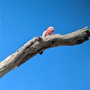 Eolophus roseicapilla (Galah) at Neurea, NSW by Darcy