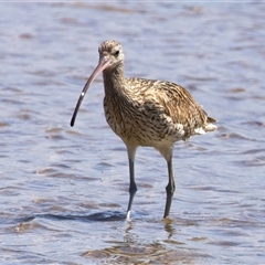 Numenius madagascariensis (Eastern Curlew) at Moruya Heads, NSW - 27 Oct 2024 by jb2602