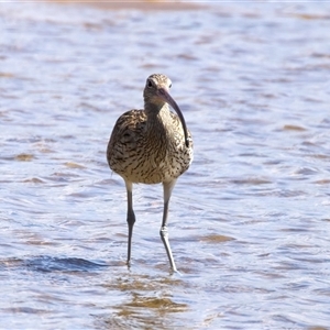 Numenius madagascariensis at Moruya Heads, NSW - 28 Oct 2024