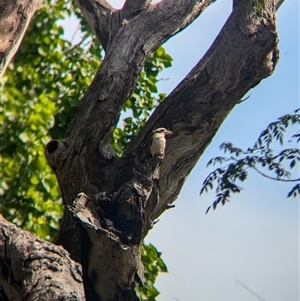 Dacelo novaeguineae (Laughing Kookaburra) at Neurea, NSW by Darcy