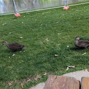 Anas superciliosa (Pacific Black Duck) at South Albury, NSW by Darcy