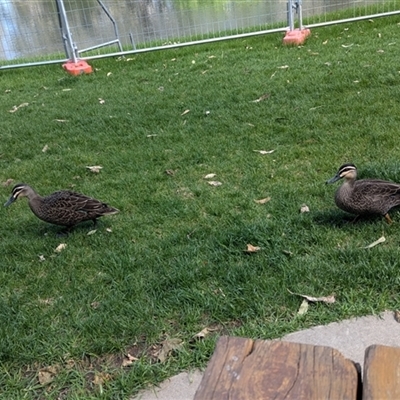 Anas superciliosa (Pacific Black Duck) at South Albury, NSW - 25 Oct 2024 by Darcy