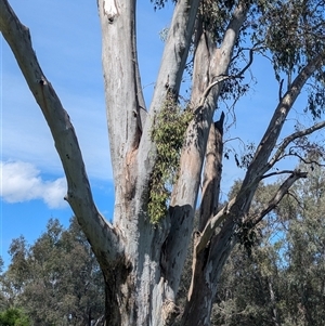 Muellerina eucalyptoides (Creeping Mistletoe) at South Albury, NSW by Darcy