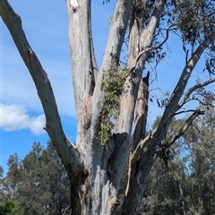 Muellerina eucalyptoides at South Albury, NSW - 25 Oct 2024