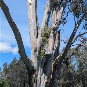 Muellerina eucalyptoides at South Albury, NSW - 25 Oct 2024