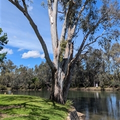 Muellerina eucalyptoides at South Albury, NSW - 25 Oct 2024