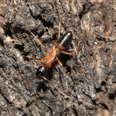 Camponotus consobrinus (Banded sugar ant) at Weetangera, ACT - 26 Oct 2024 by AlisonMilton