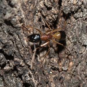 Camponotus consobrinus at Weetangera, ACT - 26 Oct 2024 10:04 AM