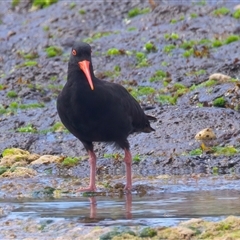 Haematopus fuliginosus (Sooty Oystercatcher) at Moruya Heads, NSW - 27 Oct 2024 by jb2602