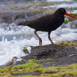 Haematopus fuliginosus at Moruya Heads, NSW - 28 Oct 2024