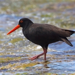 Haematopus fuliginosus at Moruya Heads, NSW - 28 Oct 2024