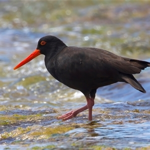 Haematopus fuliginosus at Moruya Heads, NSW - suppressed