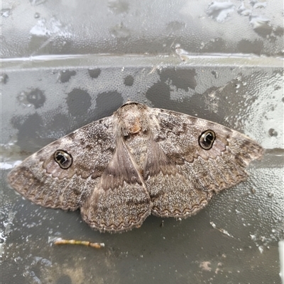 Donuca castalia (An Erebid moth (Catocalini)) at Tyndale, NSW - 13 Mar 2020 by Topwood