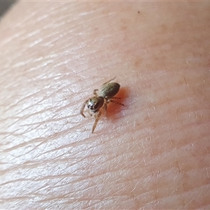 Opisthoncus sp. (genus) at Tyndale, NSW by topwood