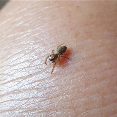 Salticidae (family) (Jumping spider) at Tyndale, NSW - 25 Oct 2024 by Topwood