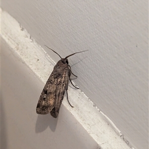 Agrotis infusa at North Albury, NSW - suppressed