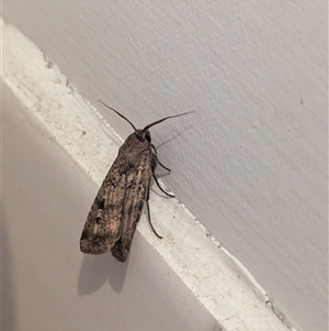 Agrotis infusa (Bogong Moth, Common Cutworm) at North Albury, NSW by Darcy