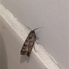 Agrotis infusa at North Albury, NSW - suppressed