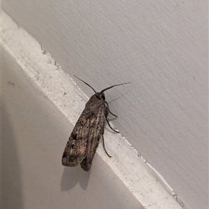 Agrotis infusa at North Albury, NSW - 26 Oct 2024