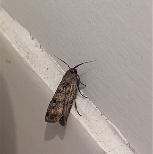 Agrotis infusa at North Albury, NSW - suppressed