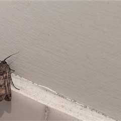 Agrotis infusa at North Albury, NSW - 26 Oct 2024