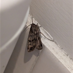 Agrotis infusa at North Albury, NSW - 26 Oct 2024