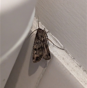 Agrotis infusa at North Albury, NSW - suppressed