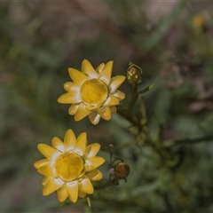 Xerochrysum viscosum (Sticky Everlasting) at Weetangera, ACT - 25 Oct 2024 by AlisonMilton