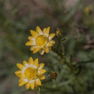 Xerochrysum viscosum at Weetangera, ACT - 26 Oct 2024 10:09 AM