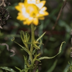 Xerochrysum viscosum at Weetangera, ACT - 26 Oct 2024